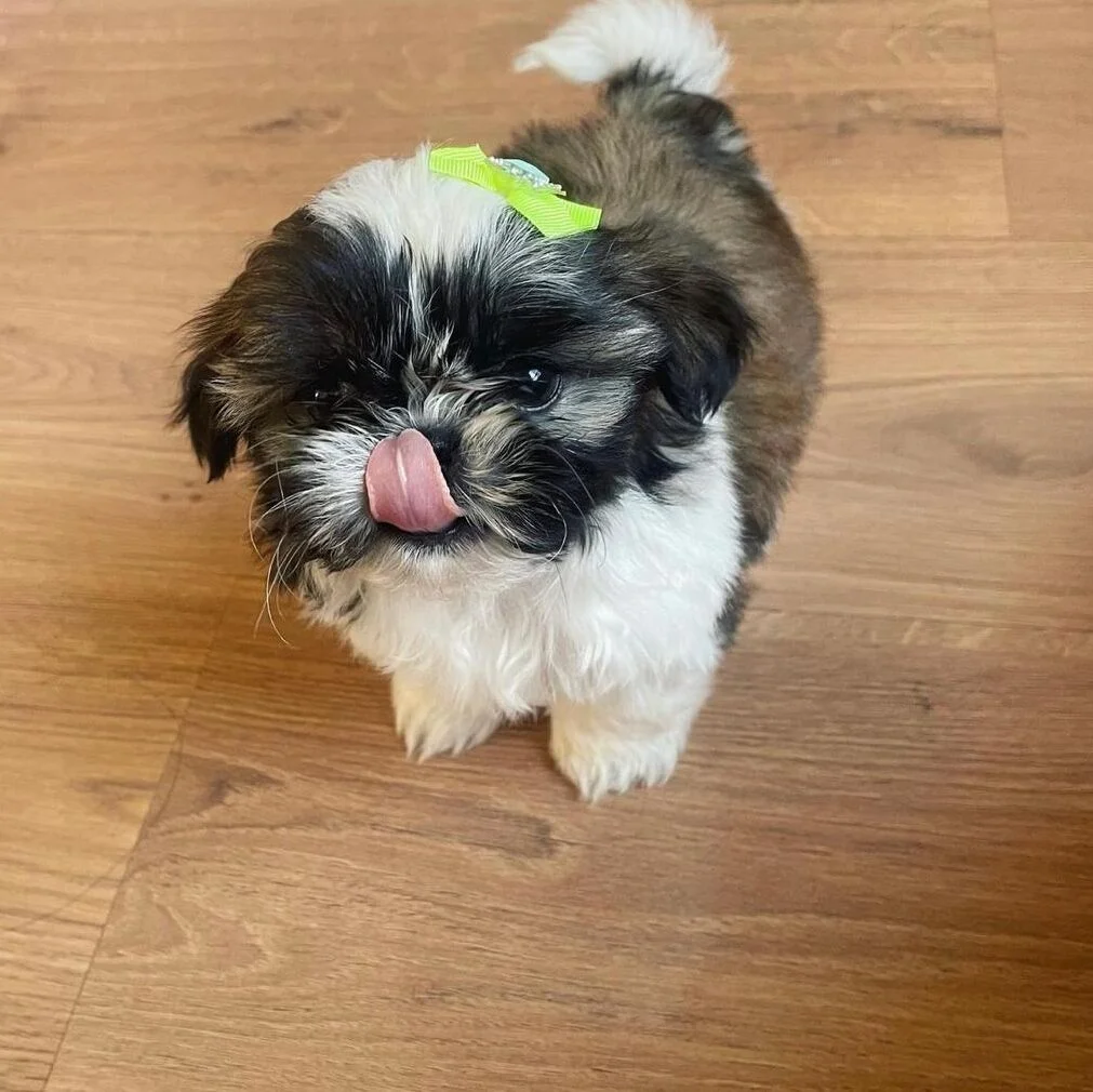 joel – male shih tzu (copy)