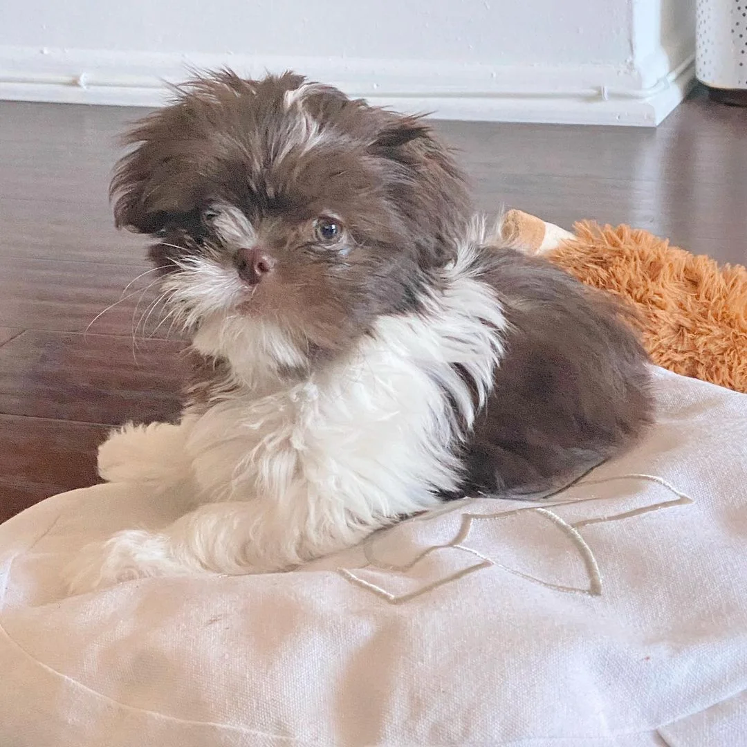 joel – male shih tzu (copy)