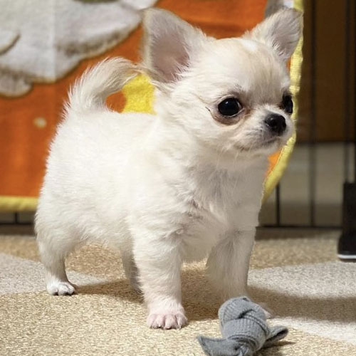 darry – male