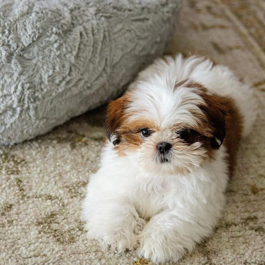 joel – male shih tzu (copy)