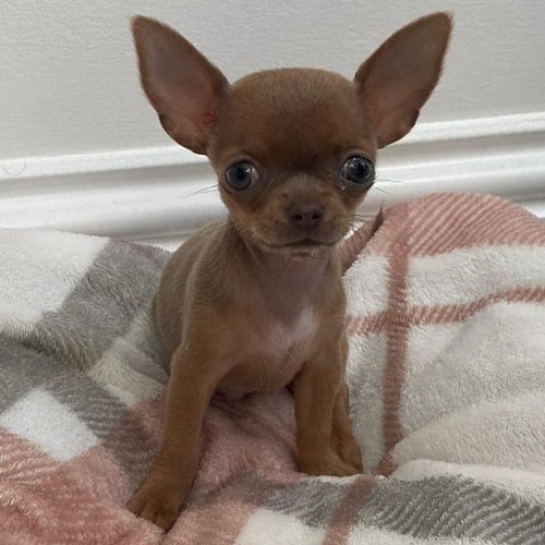larry – male
