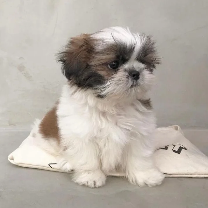 joel – male shih tzu (copy)