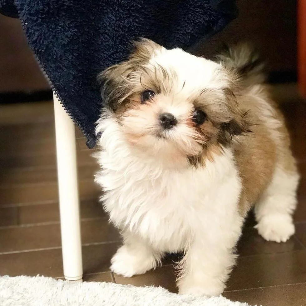 joel – male shih tzu (copy)