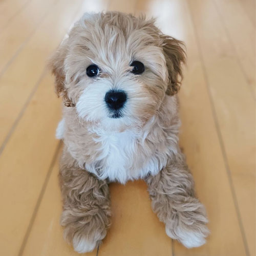 wilfred