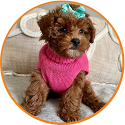 maltipoo2